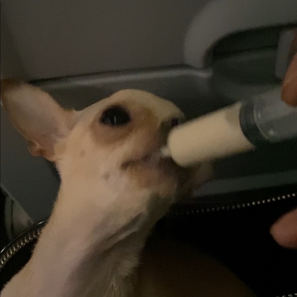 Pea Pod pet carrier - Picture 8 of 8